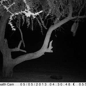 Honey Badger Trail Camera