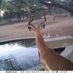 Impala Trail Camera