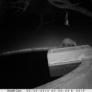 Aardvark or Antbear Trail Camera