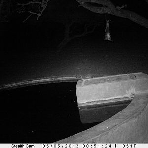 Aardvark or Antbear Trail Camera