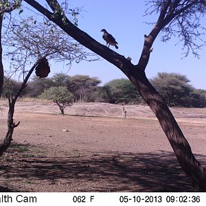 Bird of Prey Trail Camera