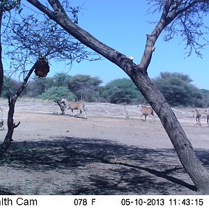 Cape Eland Trail Camera