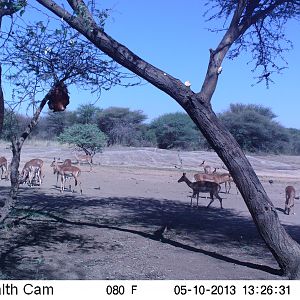 Impala Trail Camera