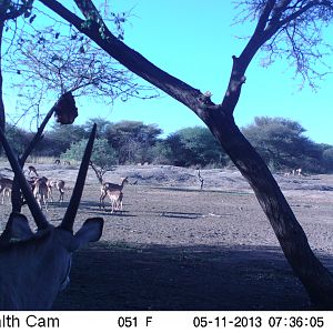 Impala Trail Camera