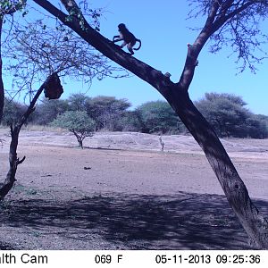 Baboon Trail Camera