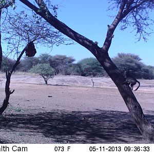 Baboon Trail Camera