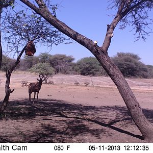 Red Hartebeest Trail Camera