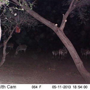 Zebra Trail Camera