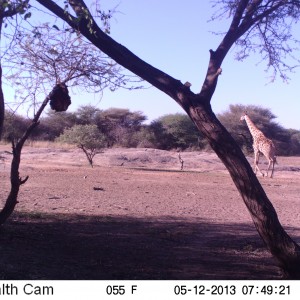 Giraffe Trail Camera