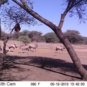 Gemsbok Trail Camera