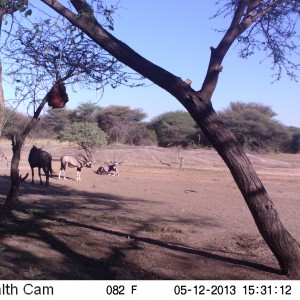 Gemsbok Trail Camera