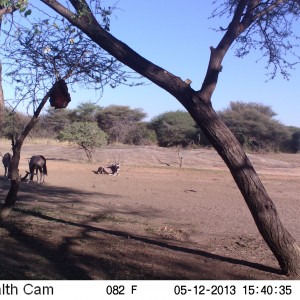 Gemsbok Trail Camera