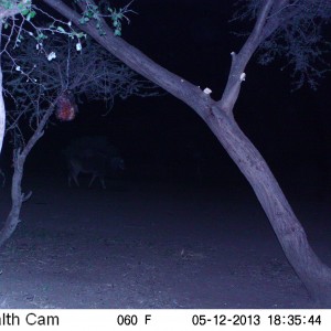 Cape Eland Trail Camera