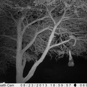 Honey Badger Trail Camera