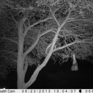 Honey Badger Trail Camera