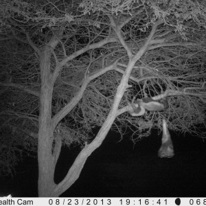 Honey Badger Trail Camera