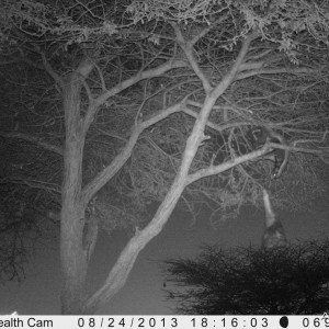 Honey Badger Trail Camera