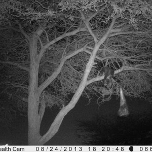 Honey Badger Trail Camera