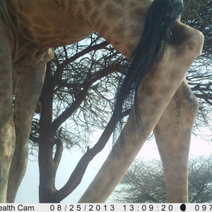 Giraffe Trail Camera