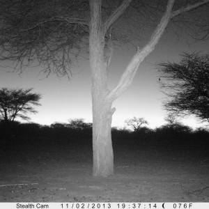 Honey Badger Trail Camera