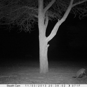 Honey Badger Trail Camera