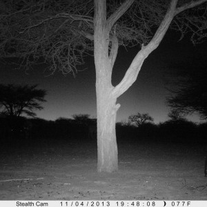 Honey Badger Trail Camera