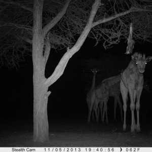 Giraffe Trail Camera