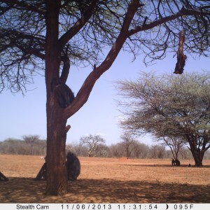 Baboon Trail Camera