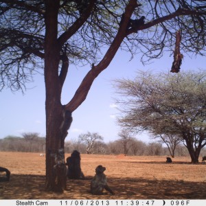 Baboon Trail Camera