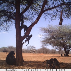 Baboon Trail Camera