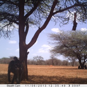 Baboon Trail Camera