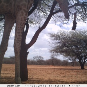 Giraffe Trail Camera