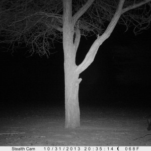 Honey Badger Trail Camera