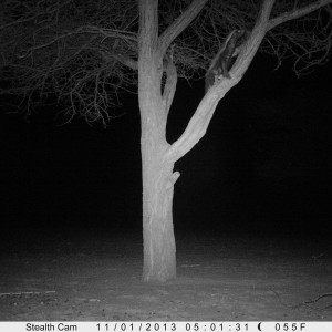 Trail Camera