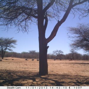 Vultures Trail Camera