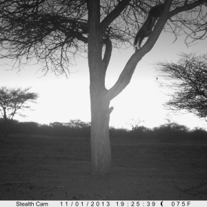 Honey Badger Trail Camera