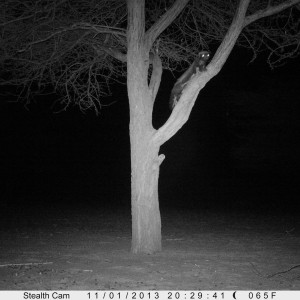 Honey Badger Trail Camera