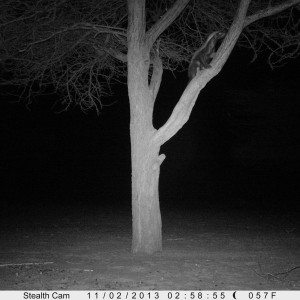 Honey Badger Trail Camera