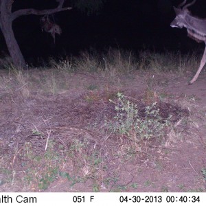 Greater Kudu Trail Camera