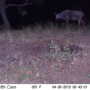 Trail Camera