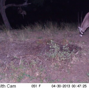 Gemsbok Trail Camera