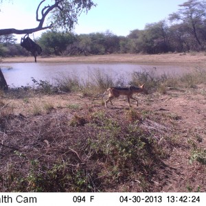 Jackal Trail Camera