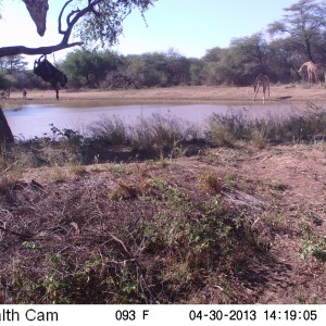 Giraffe Trail Camera