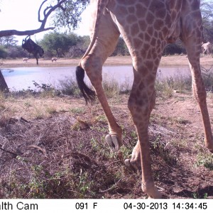 Giraffe Trail Camera