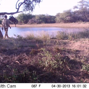 Checking Leopard Bait Trail Camera