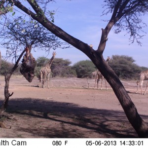 Giraffe Trail Camera