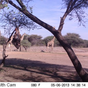 Giraffe Trail Camera