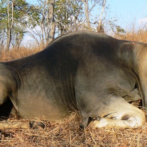 Huge bodied East African Eland