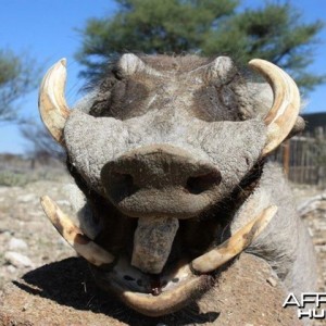 Warthog - Namibia