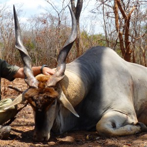 Trophy East African Eland